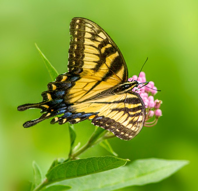 Swallowtail_v4_960mm_7D_MG_2578