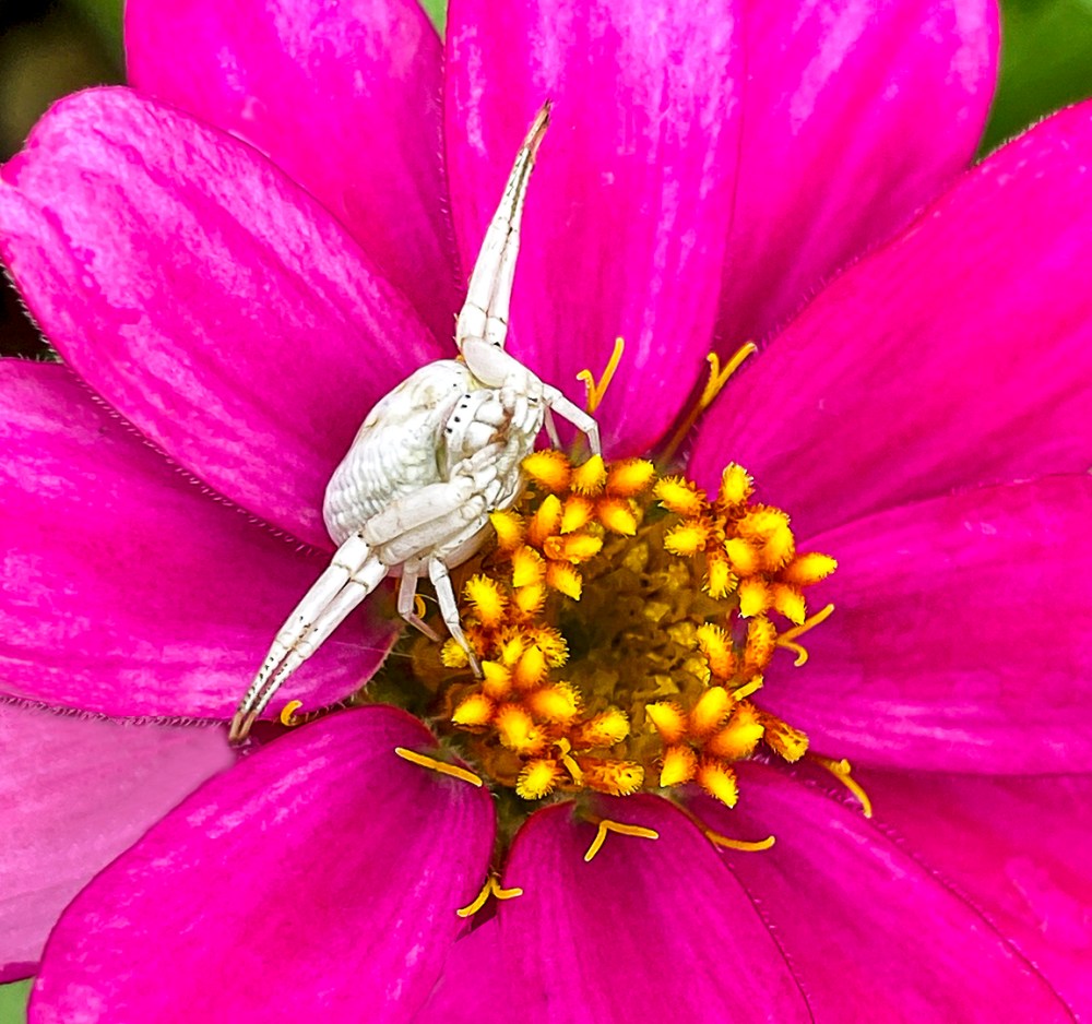 White_Crab_Spider_v5_yard_iP11_4_3mm_lens_26mmFF_v2_camera+2_app