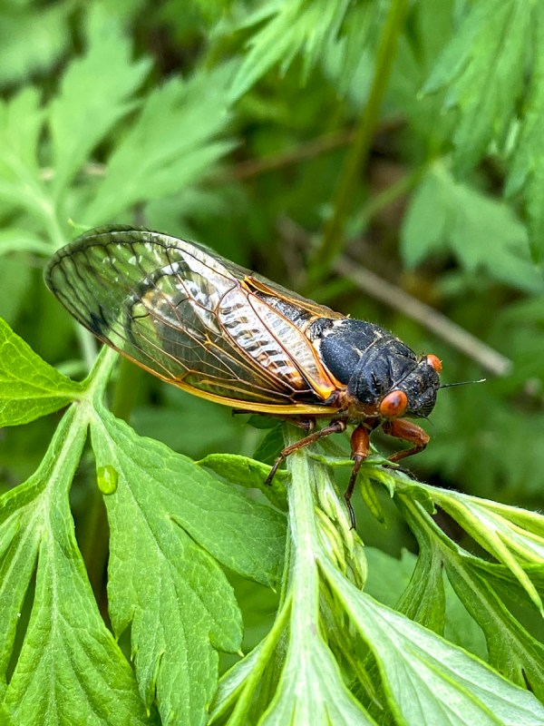 Cicadia, iP11 Pro, 4.3mm lens
